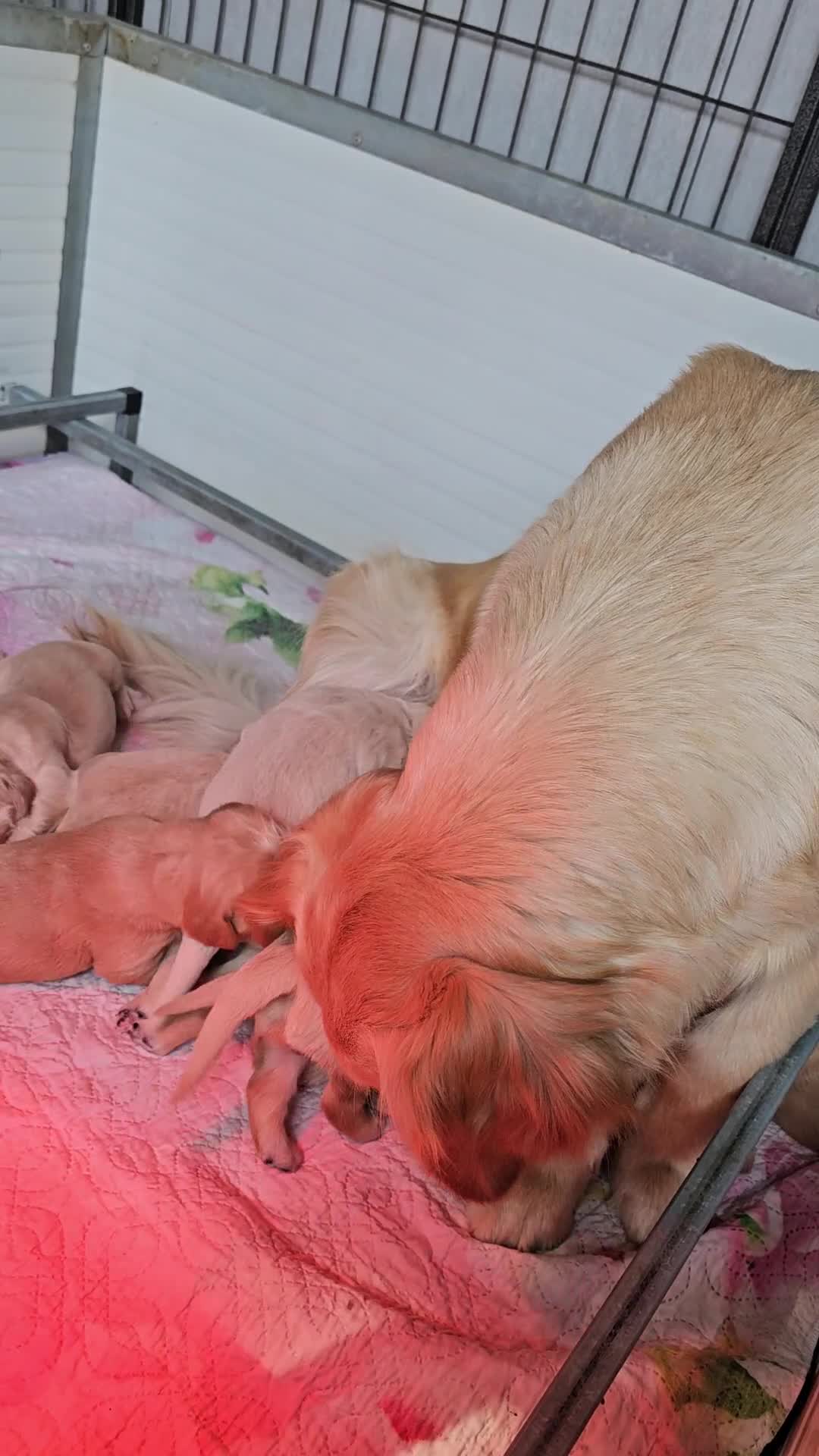 Golden Retriever cani in vendita: CUCCIOLI GOLDEN RETRIEVER  - Video 2