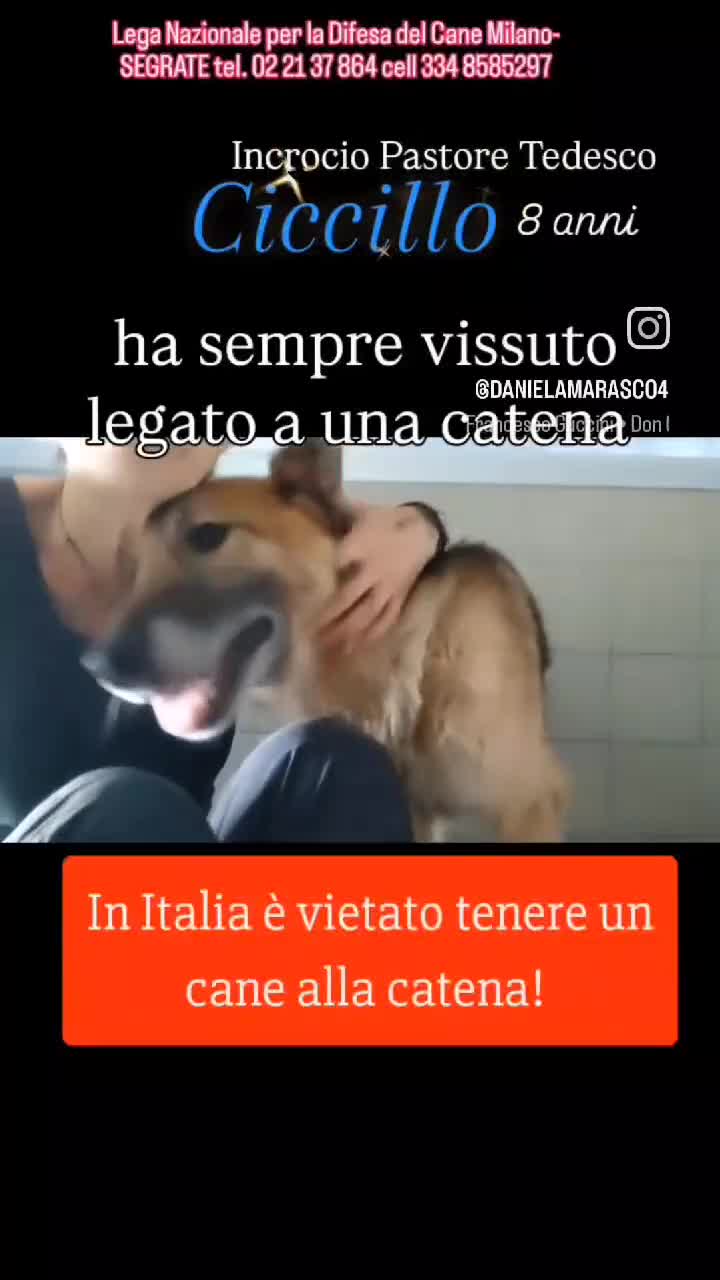 Meticcio cani in regalo: CICCILLO PASTORE TEDESCO - Video 1