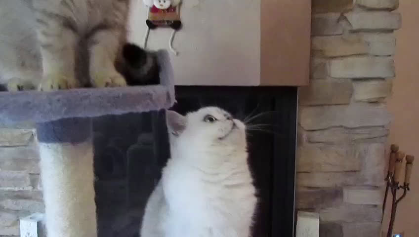 British gatti per accoppiamento: British per accopiamento  a Provincia di Monza e della Brianza - Video 1