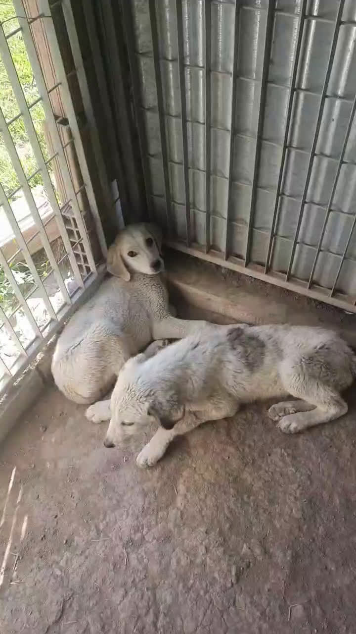 Meticcio cani in regalo:  AKI  - Video 3