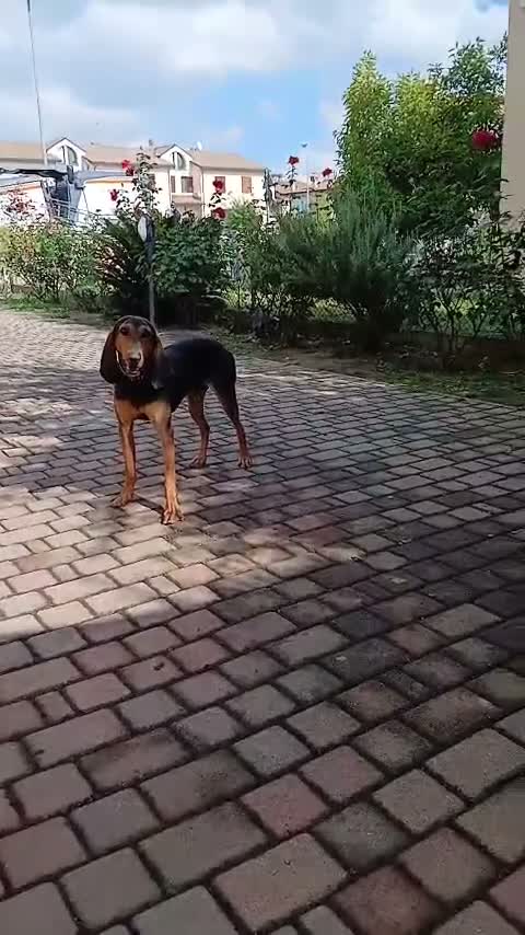 Segugio cani in regalo: Cane segugio  - Video 1