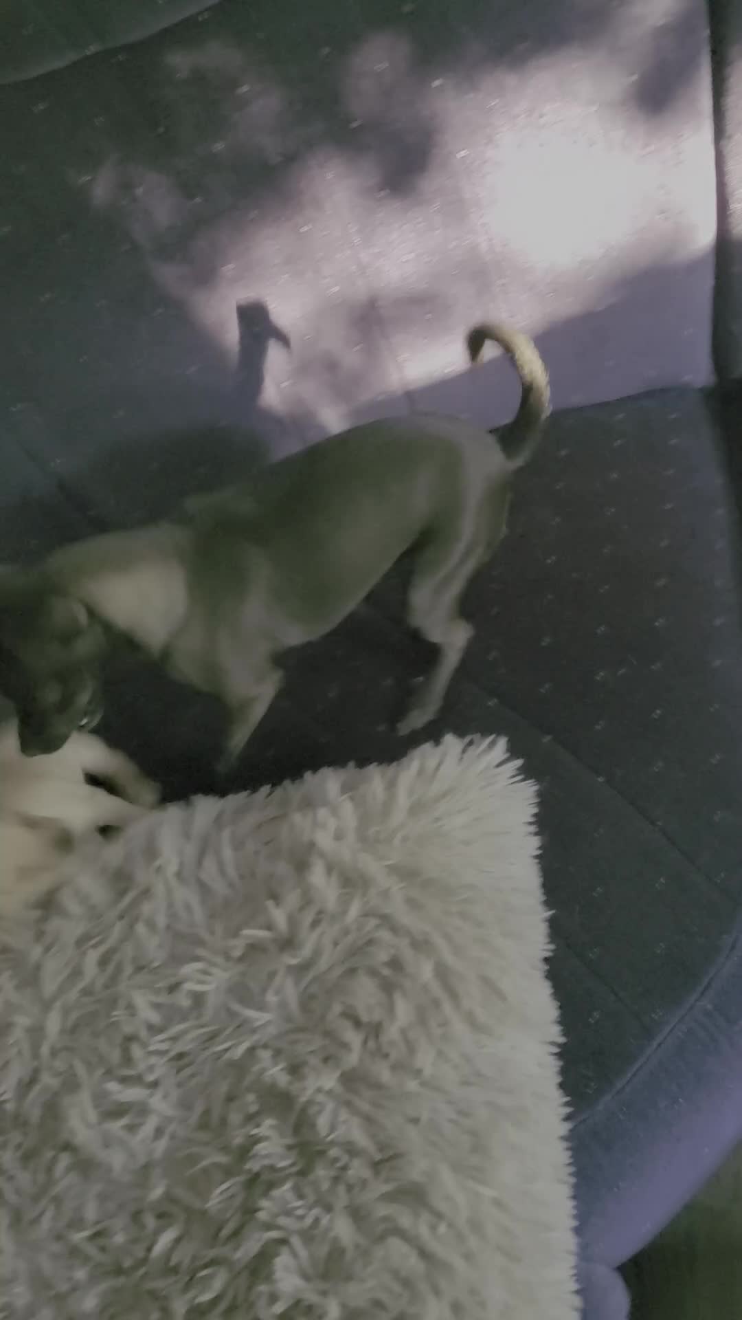 Russkiy Toy cani in vendita: russkiy toy in vendita - Video 1