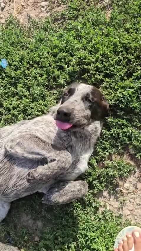 Meticcio cani in regalo: Gioia: cucciolona equilibrata e socievole  - Video 1