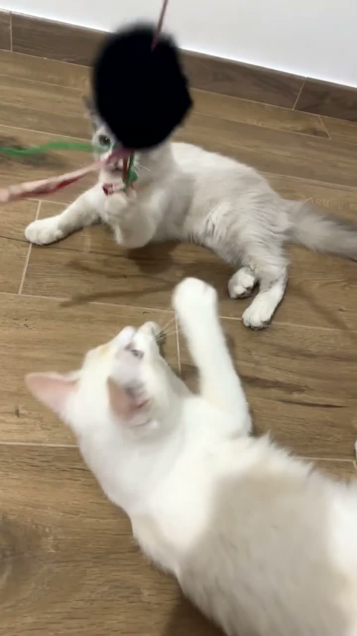 Ragdoll gatti in vendita: Ragdoll maschietti  - Video 1