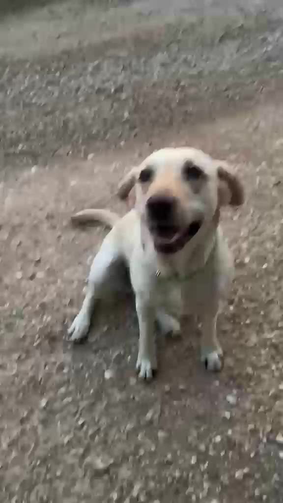 Labrador cani in regalo: Sundance, Labrador di 5 anni, cerca una nuova casa - Video 1