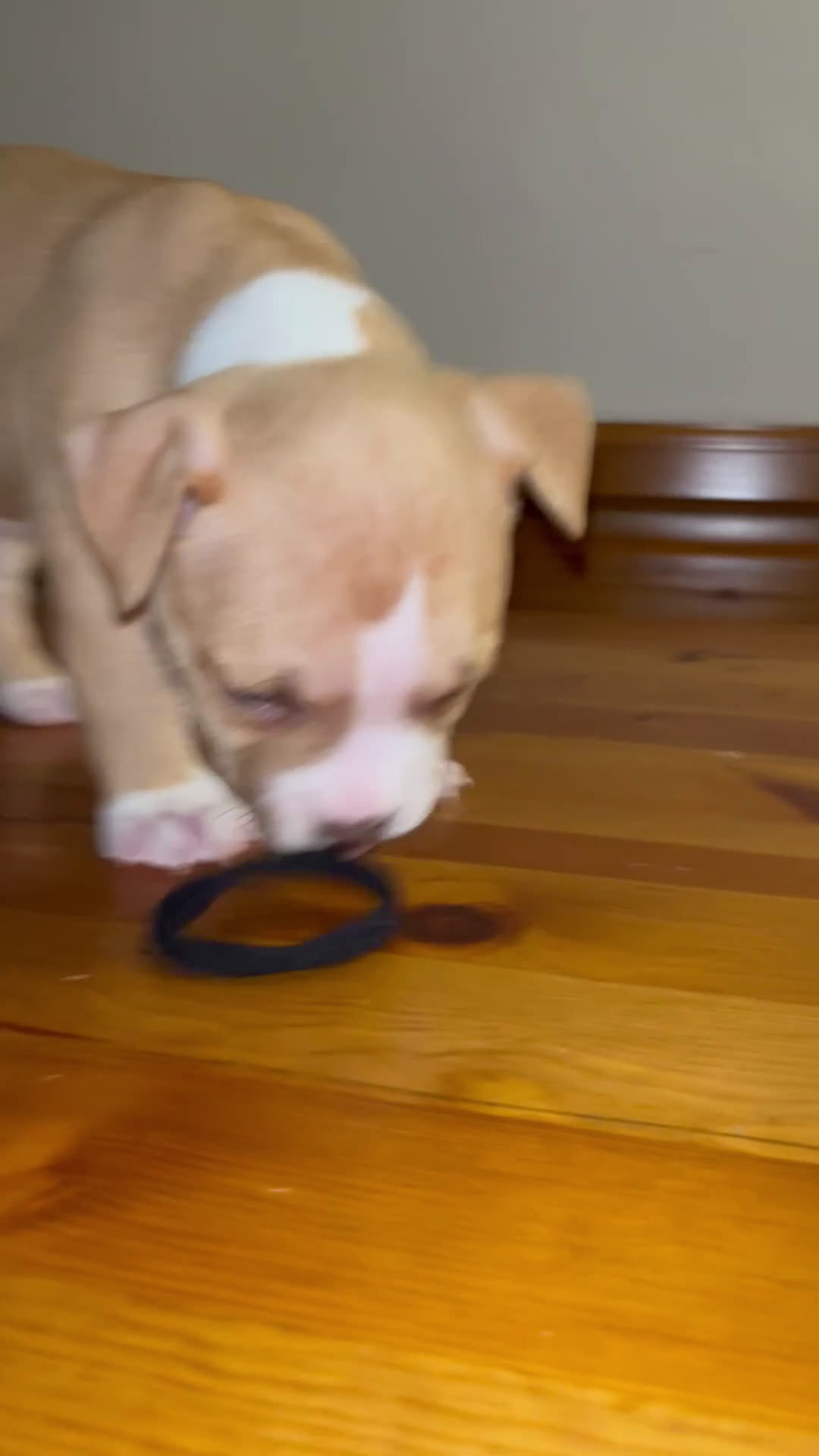 Pitbull cani in vendita: Cuccioli di pitbull - Video 2