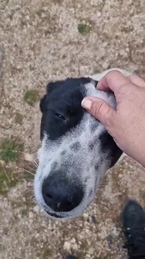 Meticcio cani in regalo: Daisy, una meticcia in cerca di famiglia - Video 3