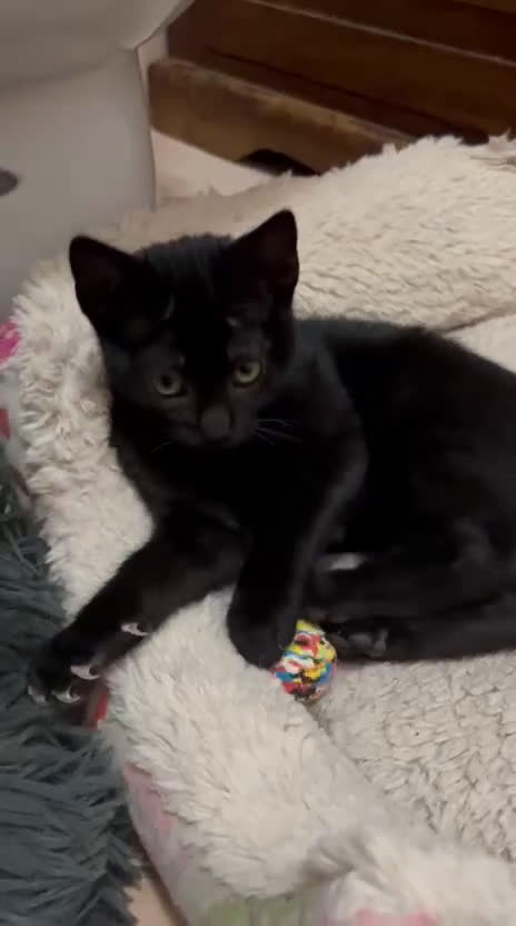 Europeo gatti in regalo: 🩷🤎Nutella, due mesi di cioccolatezza - Video 2