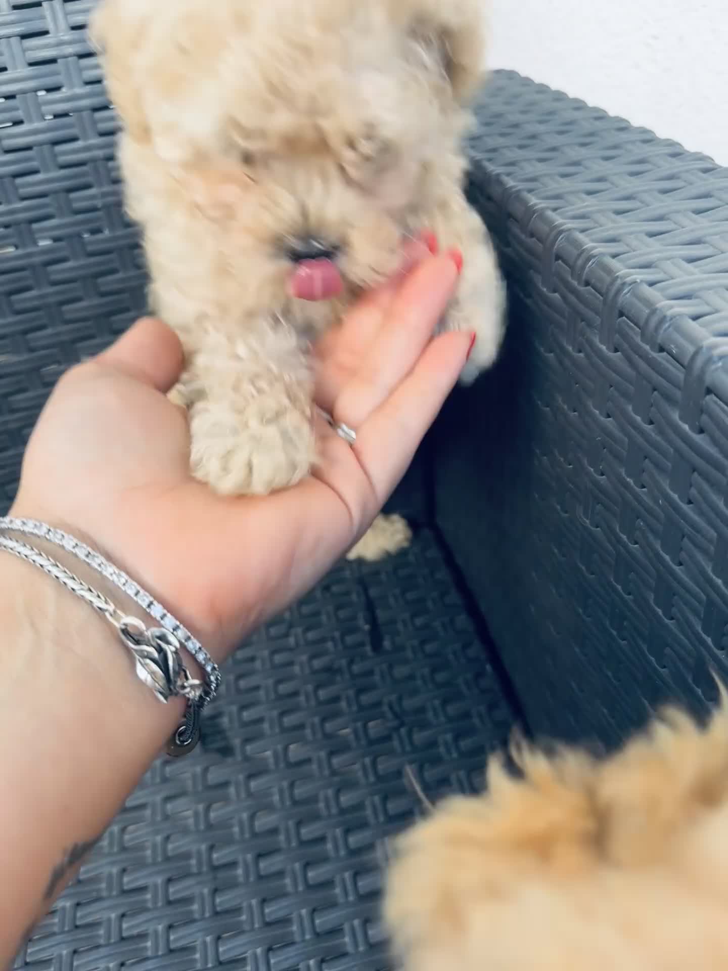 Barboncino Toy cani in vendita: Barboncina toy a Provincia di Lecce - Video 2