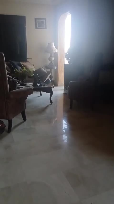 Pechinese cani in regalo: Peggy, un amore di pechinese - Video 3