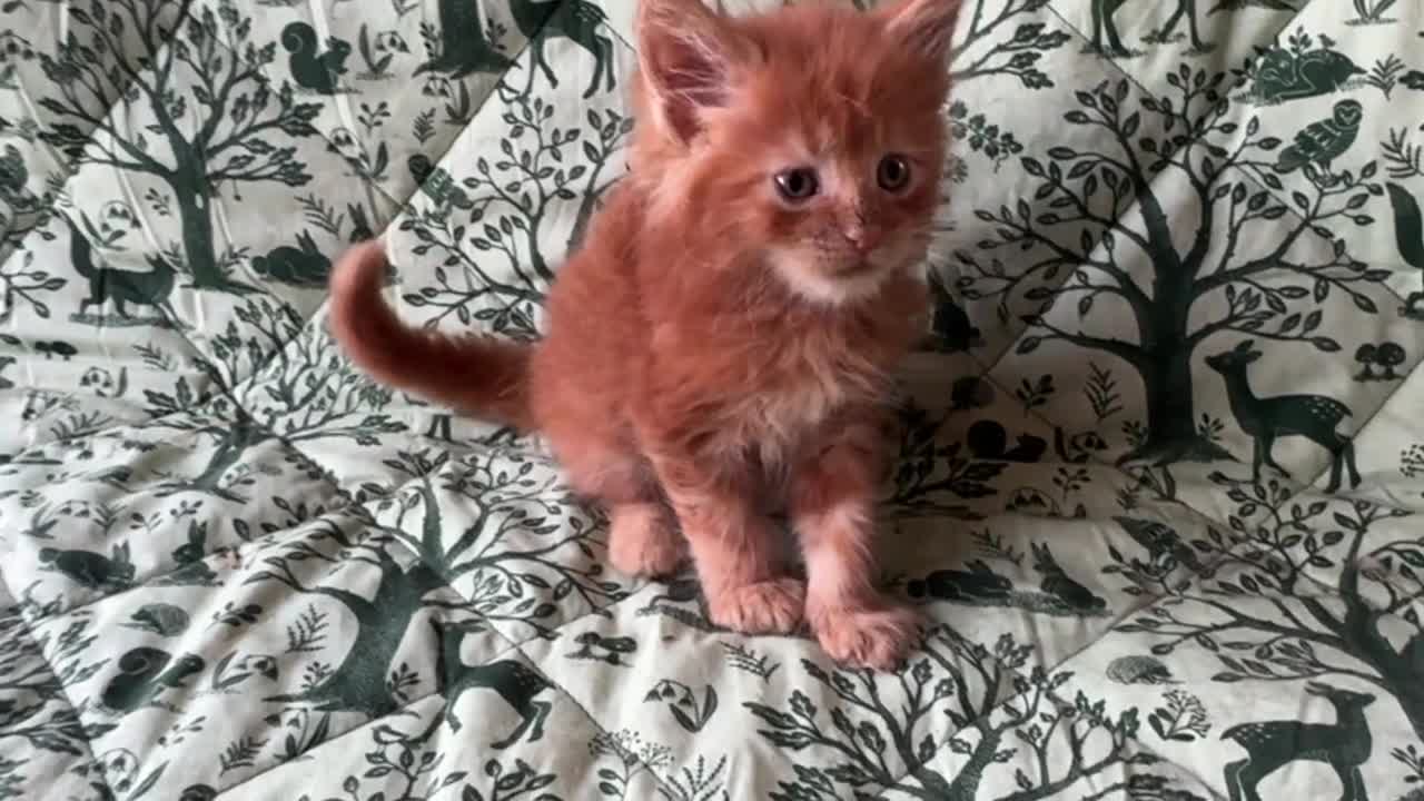 Maine Coon gatti in vendita: Cuccioli di maine coon rossi  - Video 3