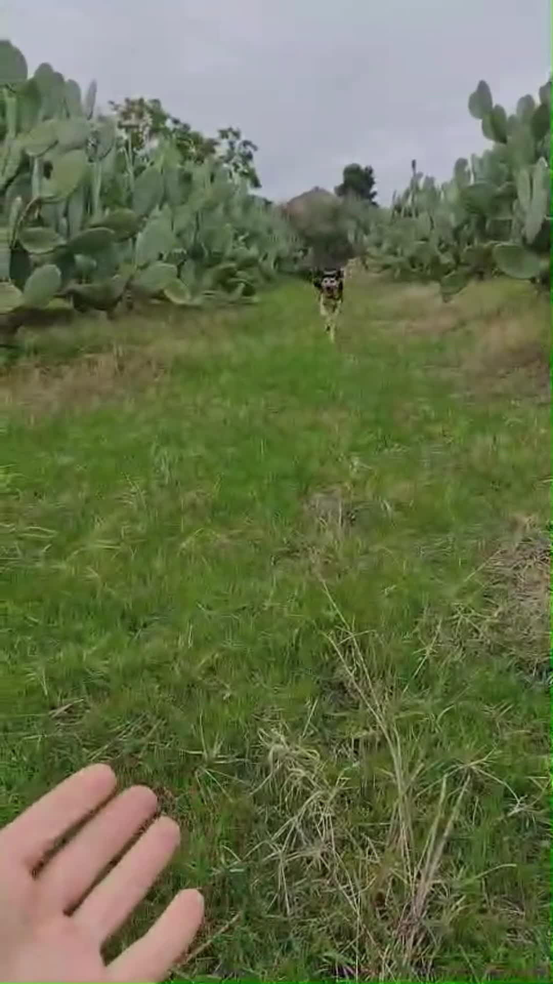 Meticcio cani in regalo: Splendido Simil Pastore di 9 mesi (Catania) - Video 2