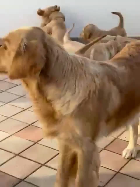 Golden Retriever cani in vendita: Cuccioli di Golden Retriever disponibili - Video 1