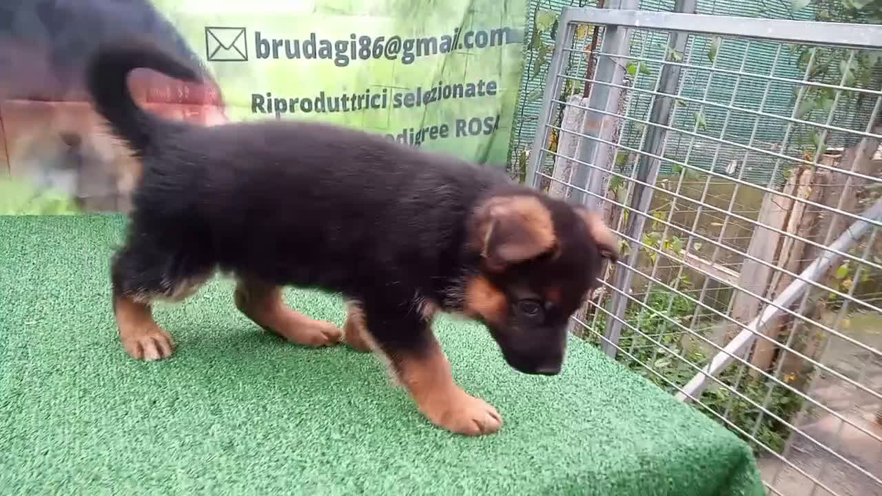 Pastore Tedesco cani in vendita: Eccellenti cuccioli di pastore tedesco  - Video 2
