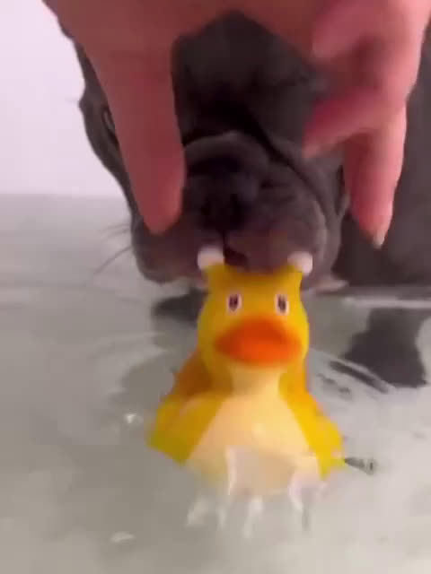 Bulldog Francese cani in vendita: Bulldog francese - Video 4