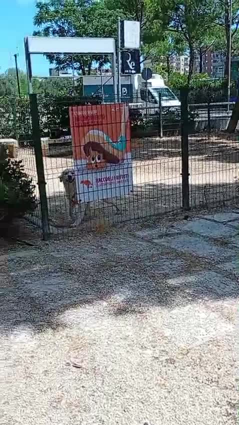 Meticcio cani in regalo: Fatima dolcissima e bravissima con tutti a Città Metropolitana di Firenze - Video 1