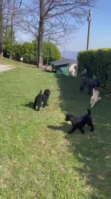 Barbone cani in vendita: Barbone grande mole a Città Metropolitana di Torino - Video 1