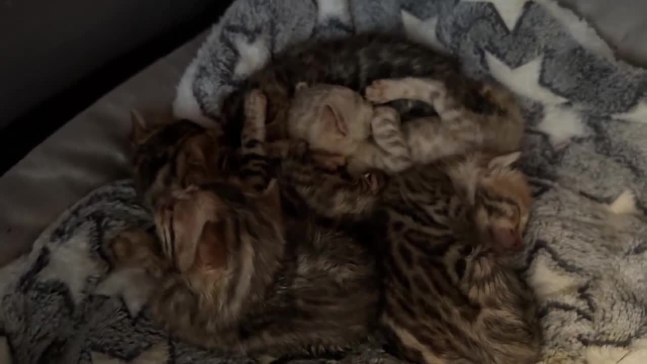 Bengala gatti in vendita: Splendidi maschi BENGAL con pedigree aperto - Video 2