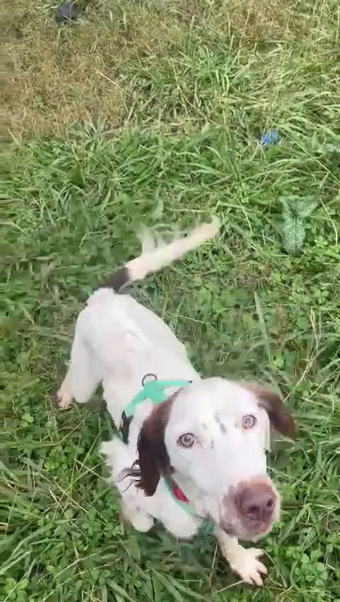 Setter Gordon cani in regalo: Cagnolino setter - Video 1