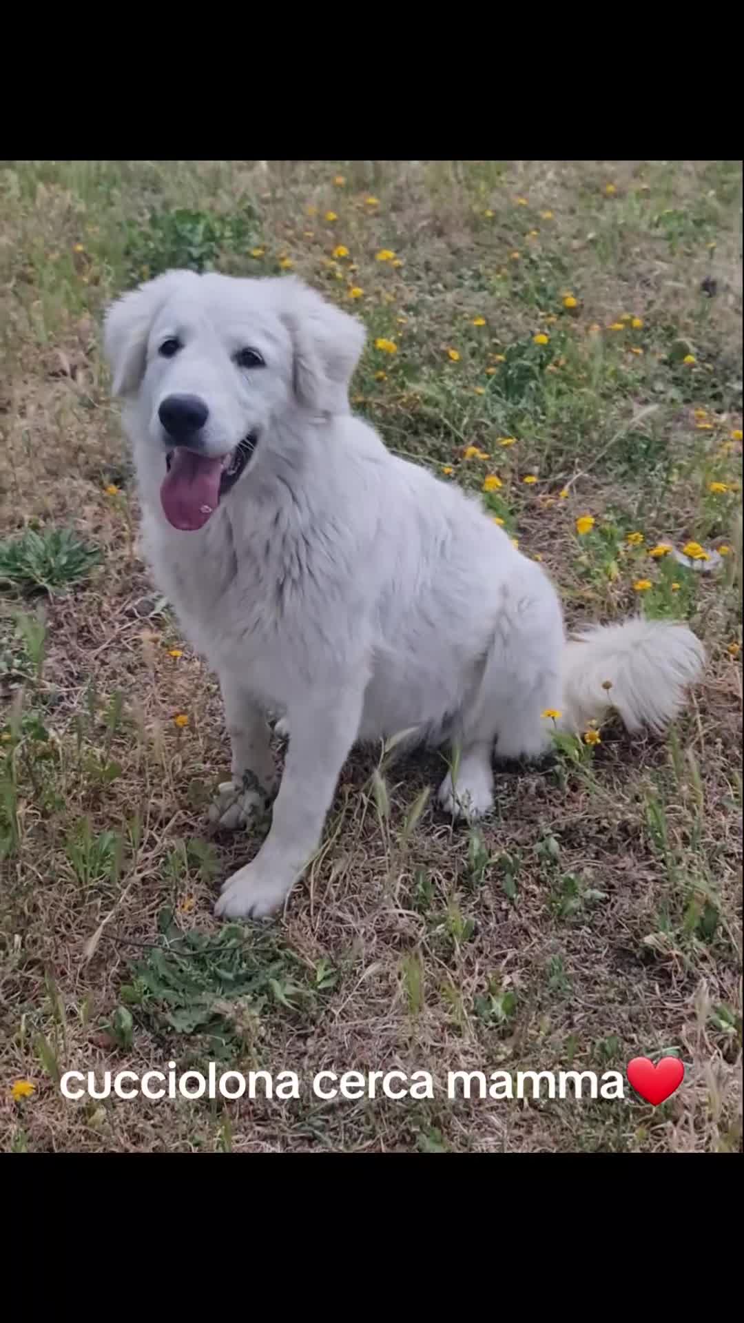 Pastore Abbruzzese Maremmano cani in regalo: Bella cucciolona giocosa - Video 4
