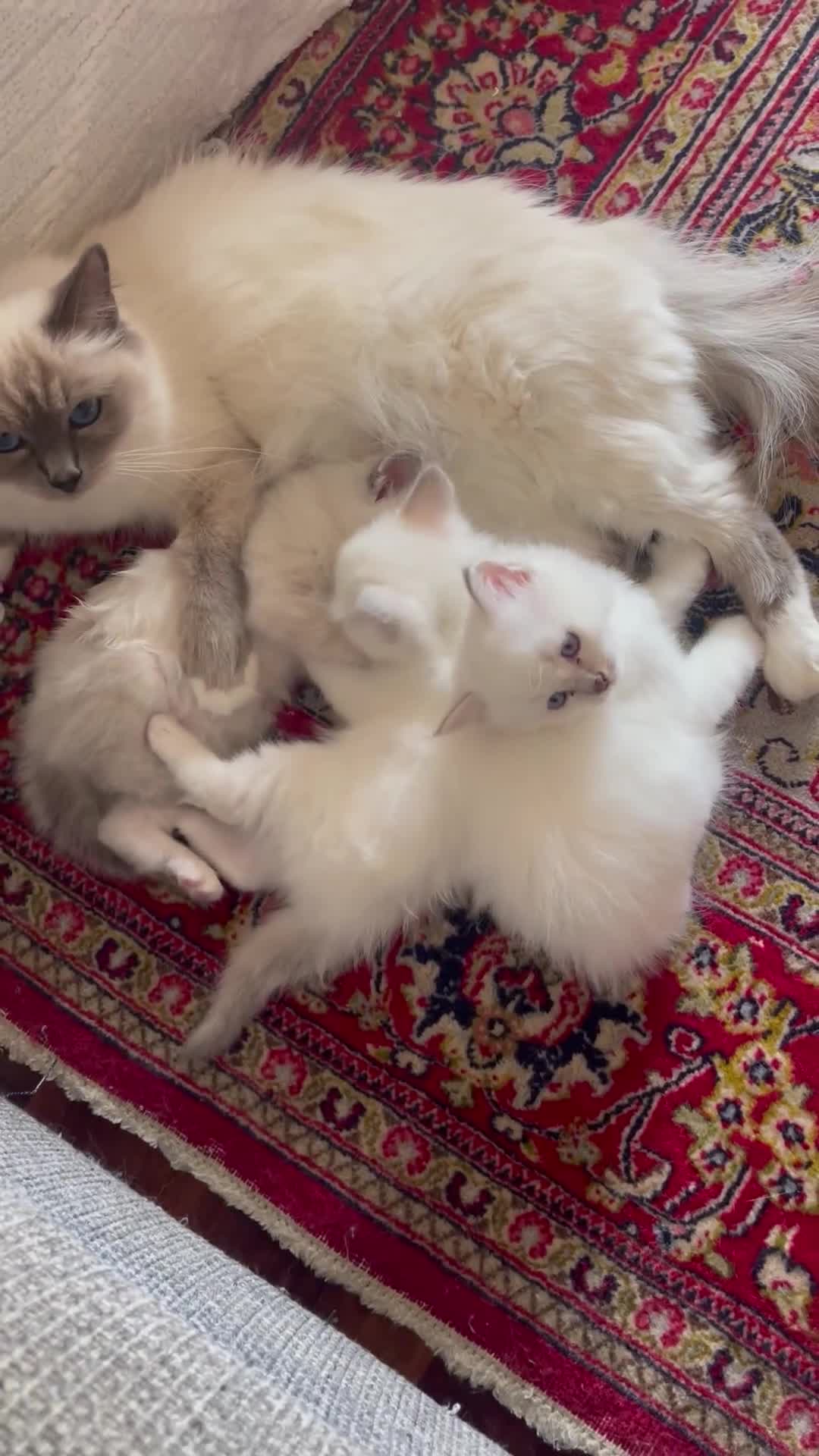 Sacro di Birmania gatti in vendita: Cuccioli di Sacri Di Birmania - Video 1