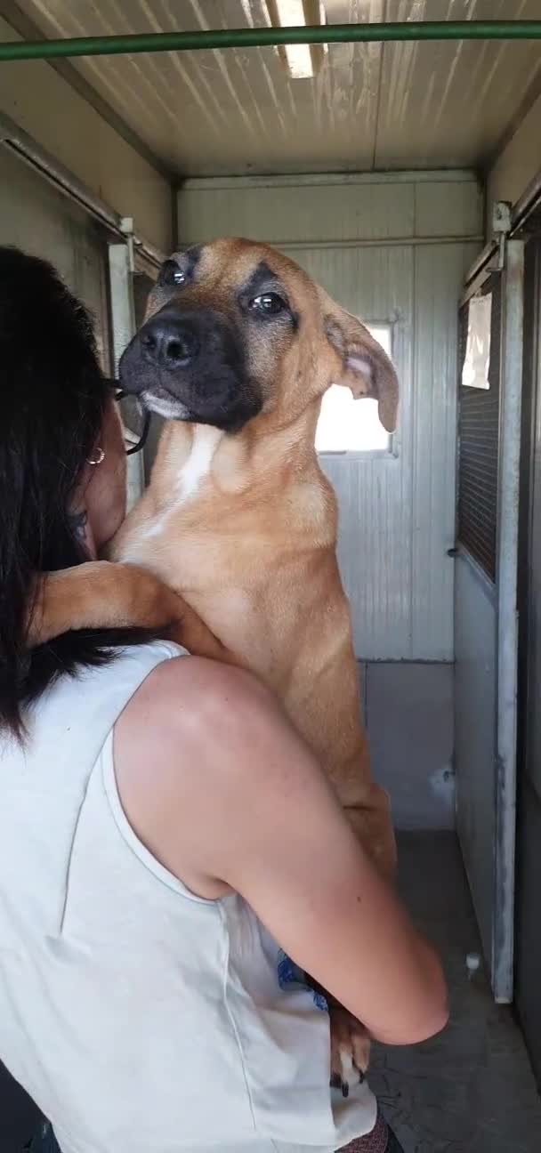 Meticcio cani in regalo: Mortimer ha sconfitto la morte, ora è in canile - Video 1