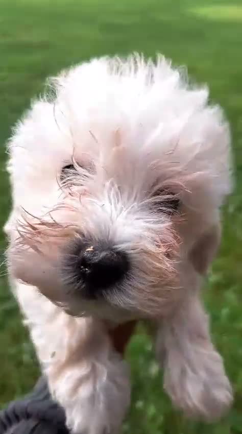 Maltipoo cani in vendita: ULTIMO CUCCIOLO MALTIPÒO BIANCO - Video 1