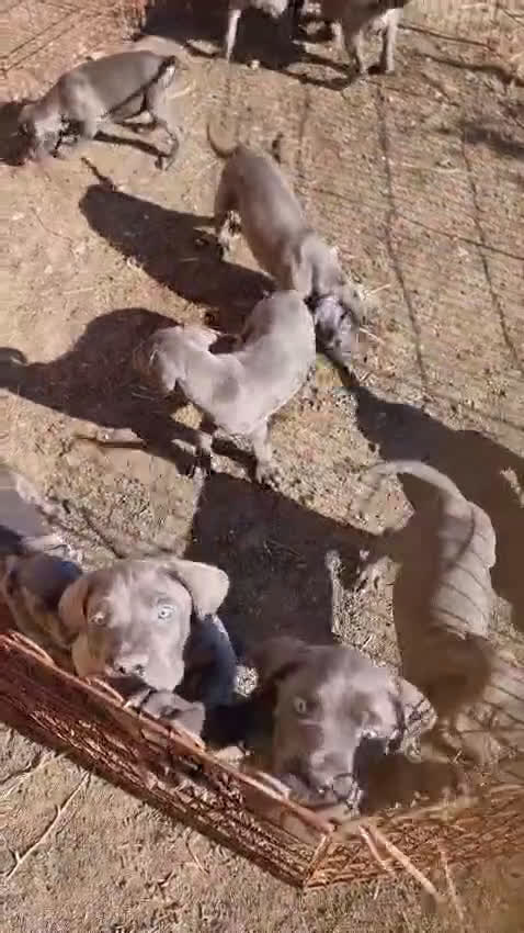 Cane Corso cani in vendita: Cuccioli di cane corso - Video 1