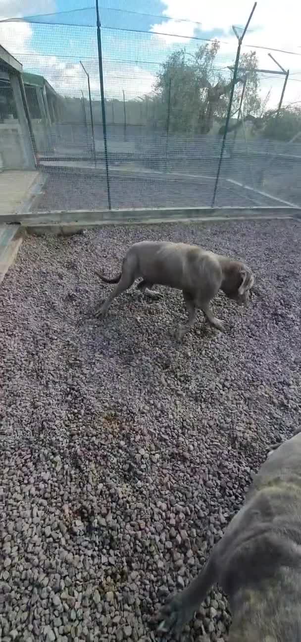 Cane Corso cani in regalo: Zeus, cane corso in canile - Video 1