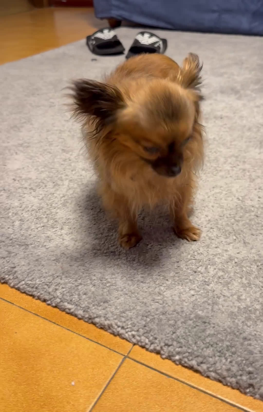 Chihuahua cani in vendita: Chihuahua a pelo lungo  - Video 1