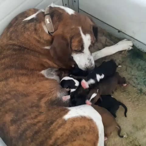 Segugio Maremmano cani in vendita: Cuccioli di Segugi maremmani - Video 1