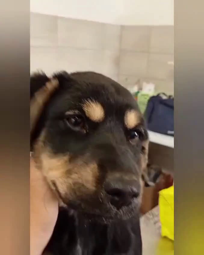 Meticcio cani in regalo: BETTY  - Video 1