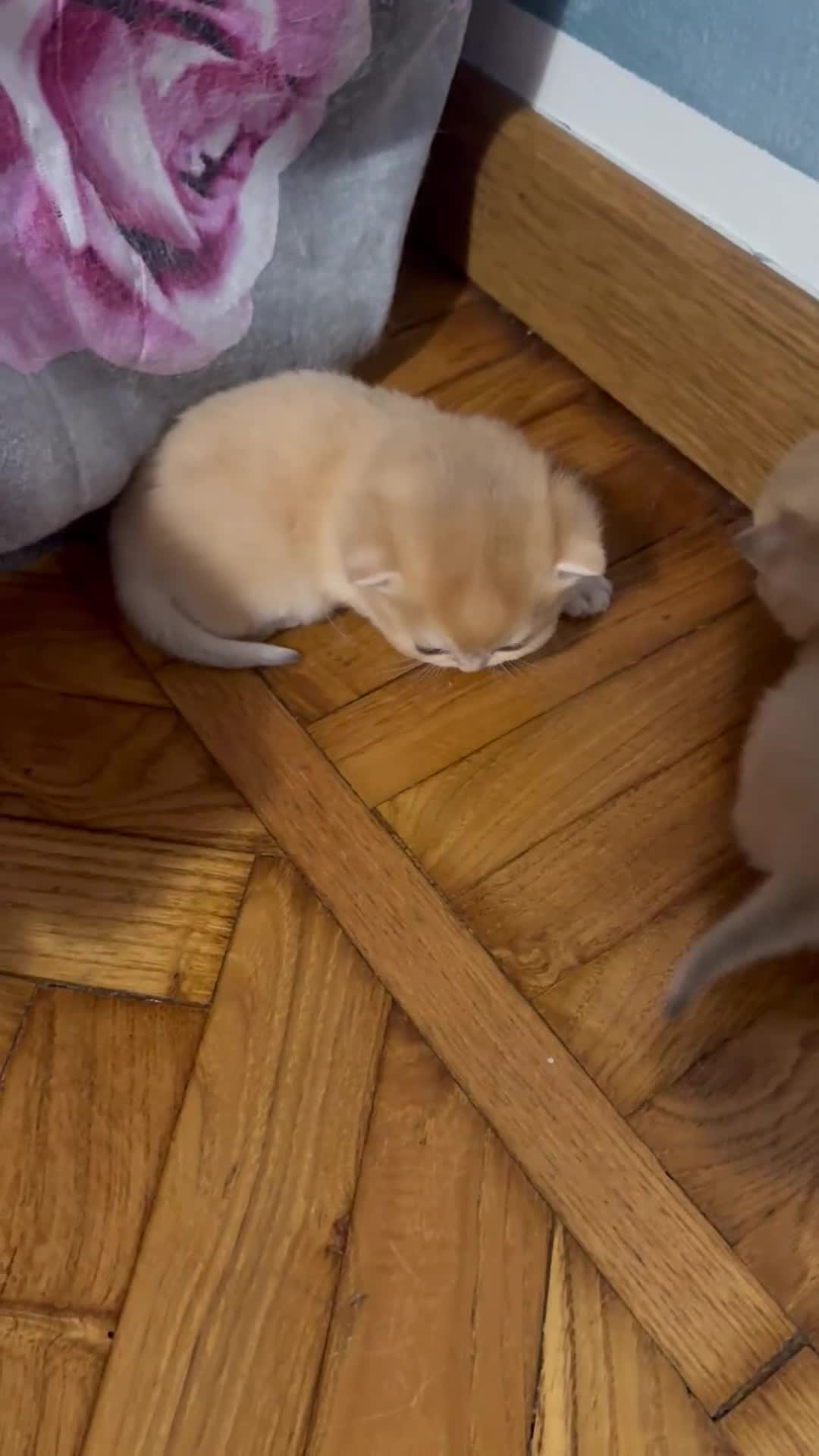 British gatti in vendita: British black golden  - Video 1