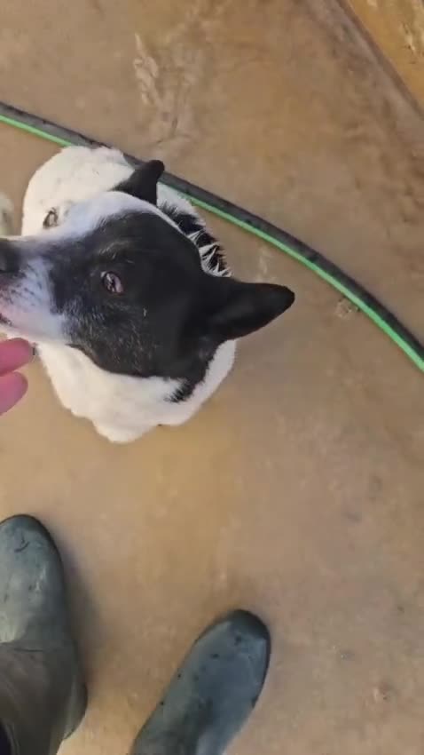 Meticcio cani in regalo: Pasqualina: 2 anni, taglia piccola. Socievole  - Video 1