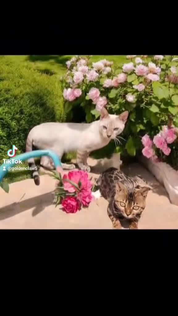 Bengala gatti in vendita: Cuccioli di Bengala disponibili  - Video 1