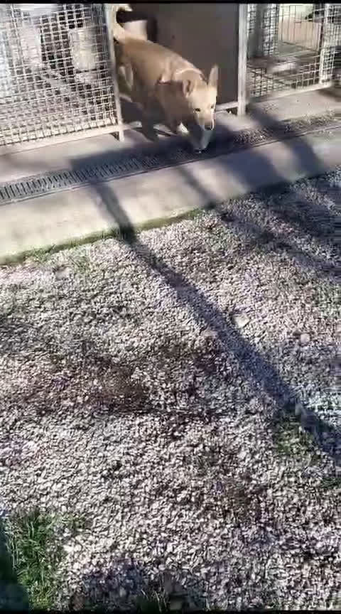 Meticcio cani in regalo: EDDY 7anni bravo, tranquillo -  15kg - Video 1