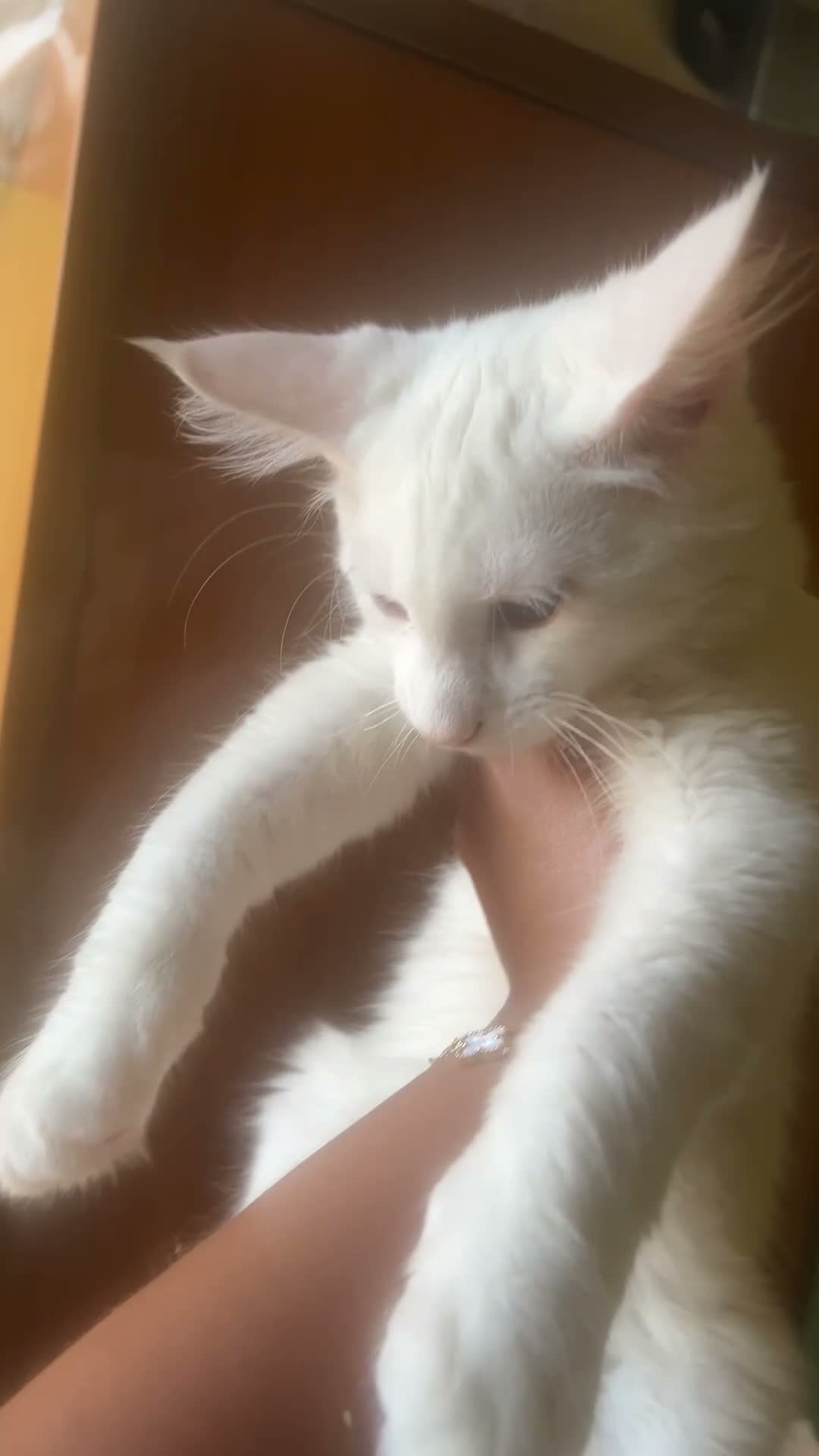 Maine Coon gatti in vendita: Cucciolo Maine coon - Video 1