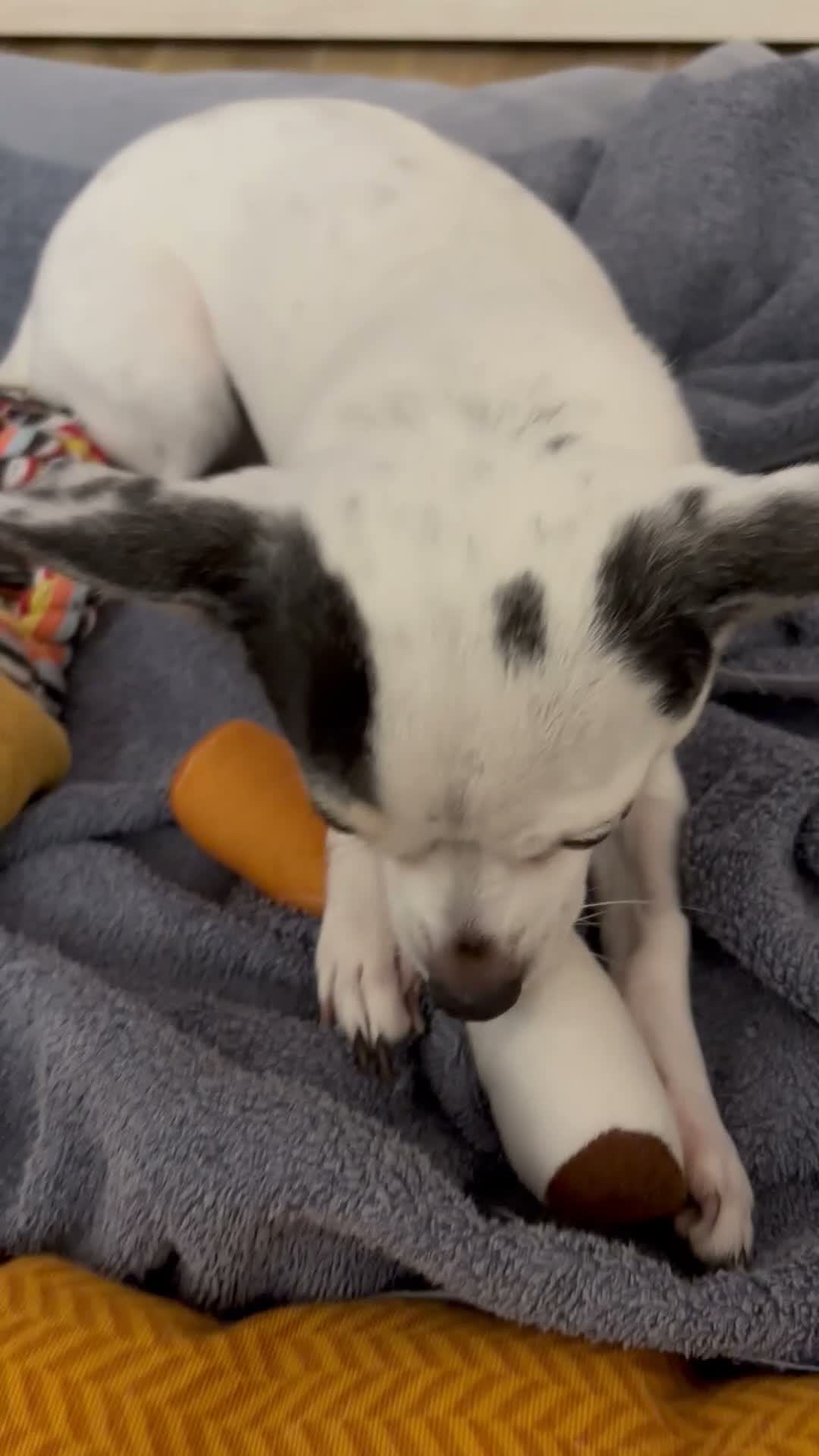 Chihuahua cani per accoppiamento: Cerco maschietto Chihuahua per Angel a Provincia di Latina - Video 2