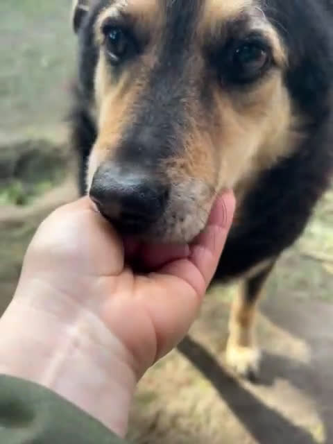 Meticcio cani in regalo: PONCHO dolcissimo patatone!  - Video 1