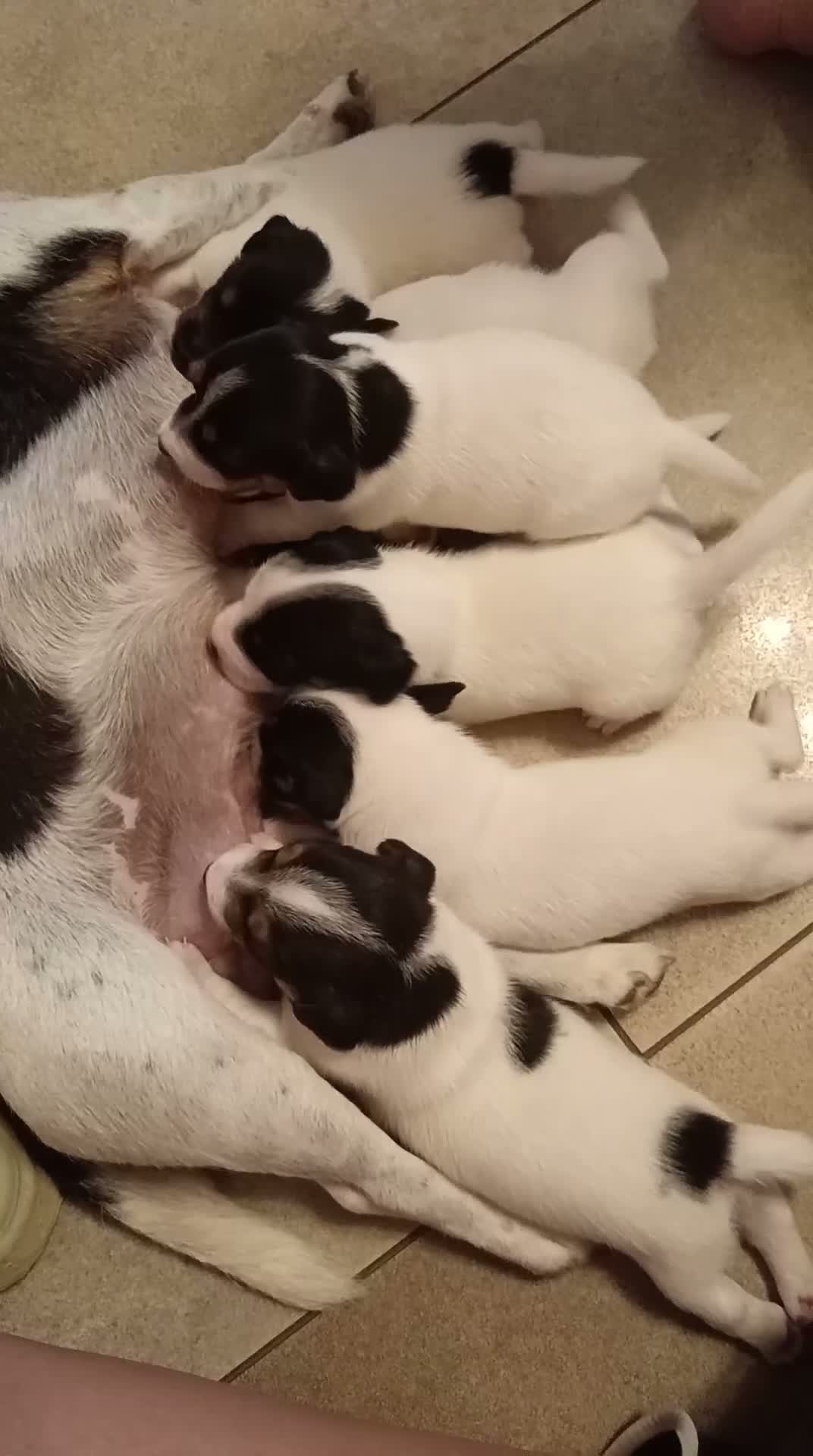 Jack Russell cani in vendita: Bellissimi cuccioli di jack Russel terrier  - Video 1