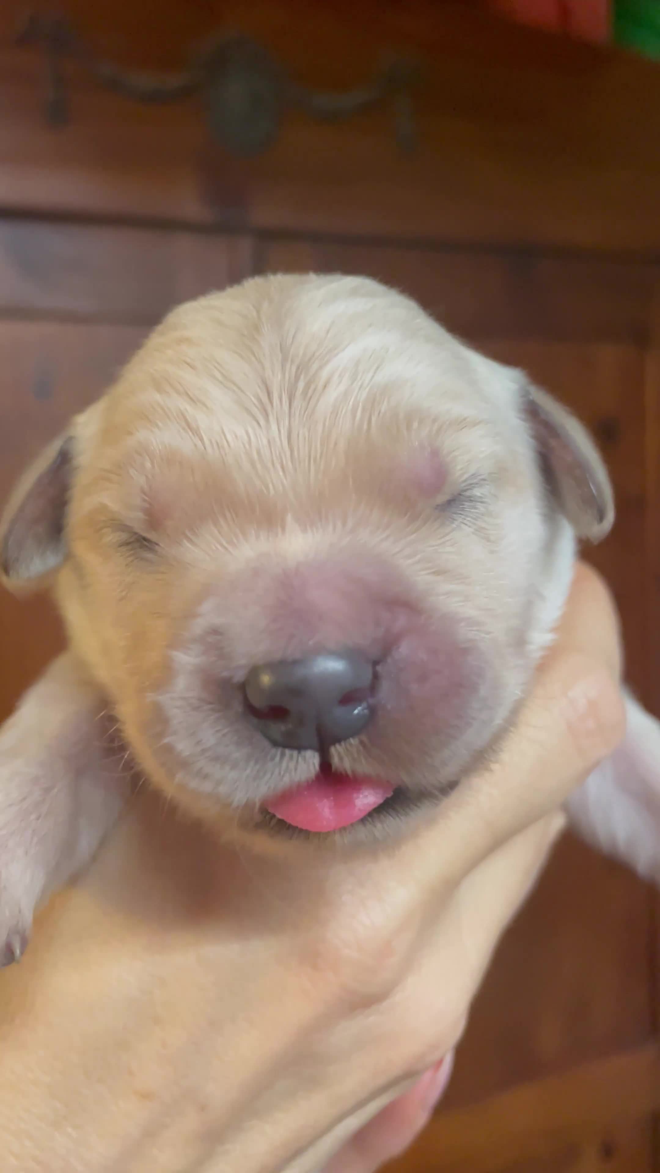 Golden Retriever cani in vendita: Cuccioli di Golden Retriever - Video 3