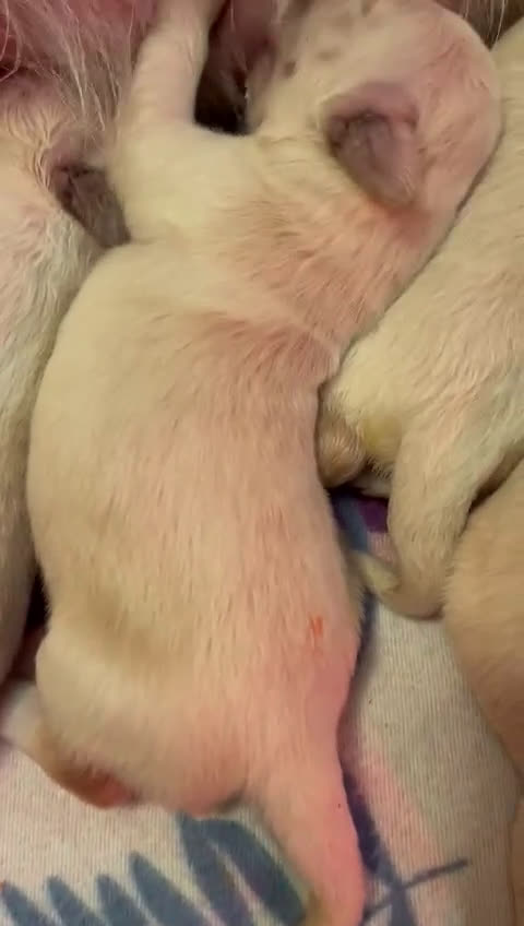 Golden Retriever cani in vendita: CUCCIOLI DI GOLDEN RETRIEVER DISPONIBILI  a Città Metropolitana di Bologna - Video 1