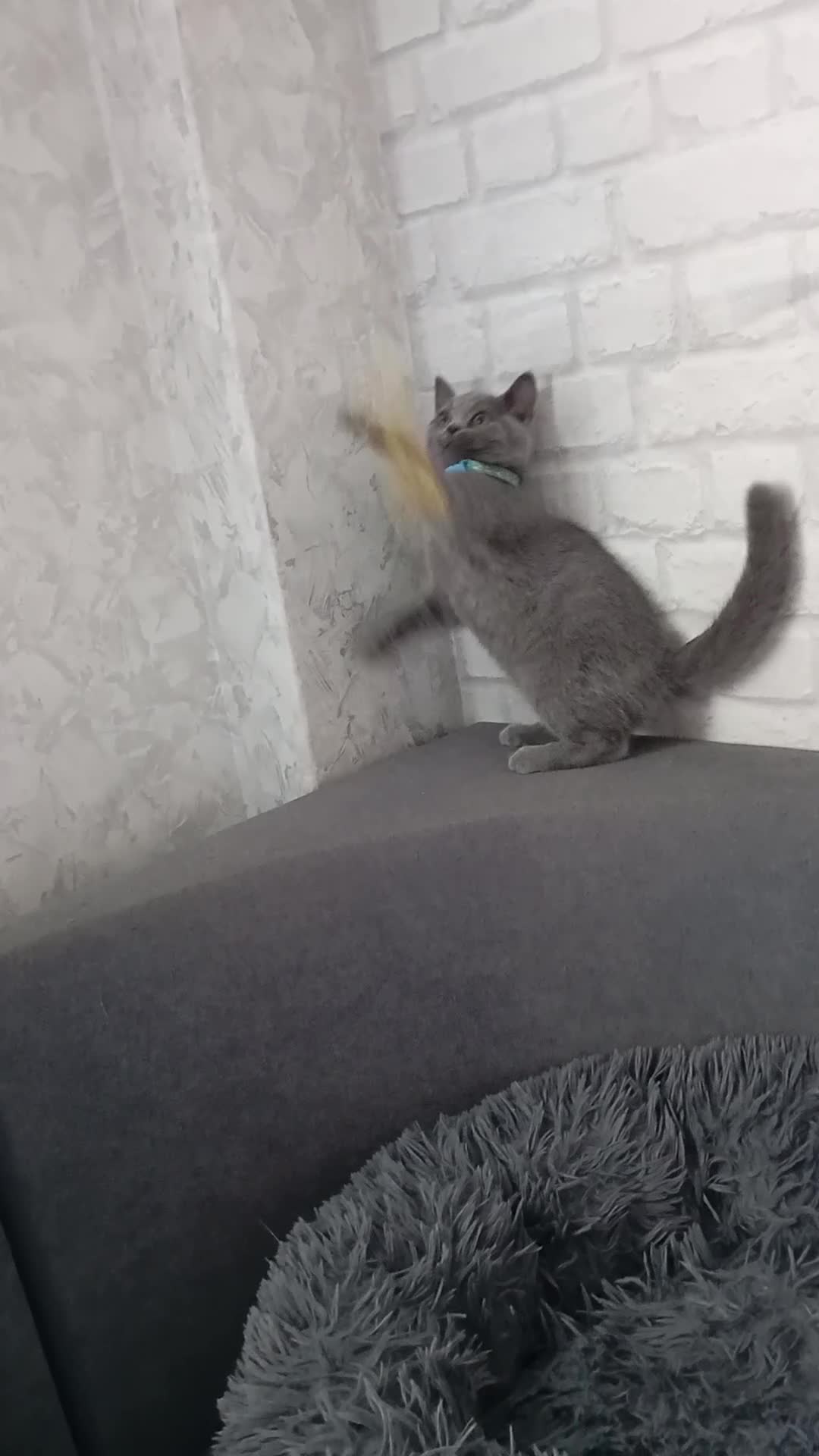 British gatti in vendita: British shorhair cuccioli  - Video 3