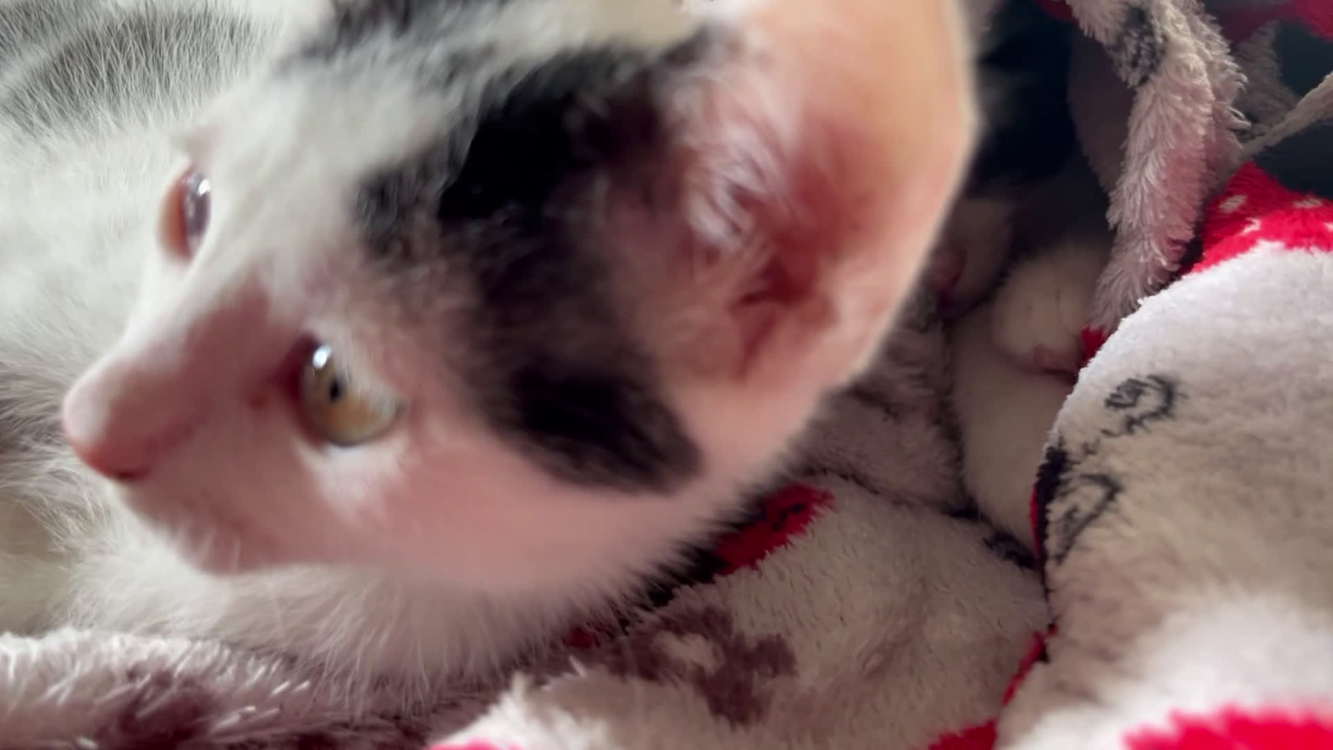 Altre razze gatti in regalo: Regalo coppia di fratellini - Video 1