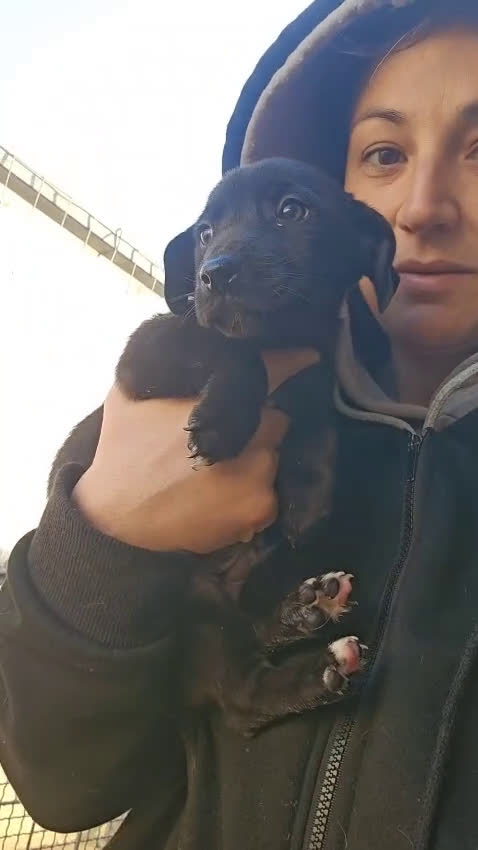 Meticcio cani in regalo: Gelso: 2 mesi taglia piccola  - Video 4