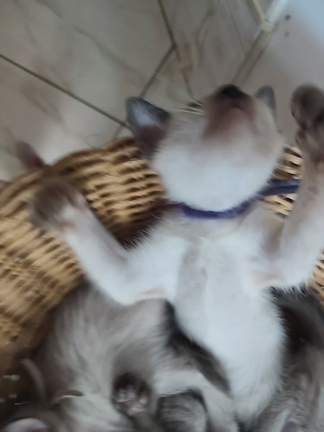 Thai gatti in vendita: Siamese tradizionale, Thai microchip e pedigree  - Video 2