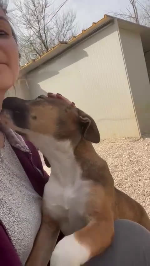 Meticcio cani in regalo: CHOCO MIX PITT - Video 1