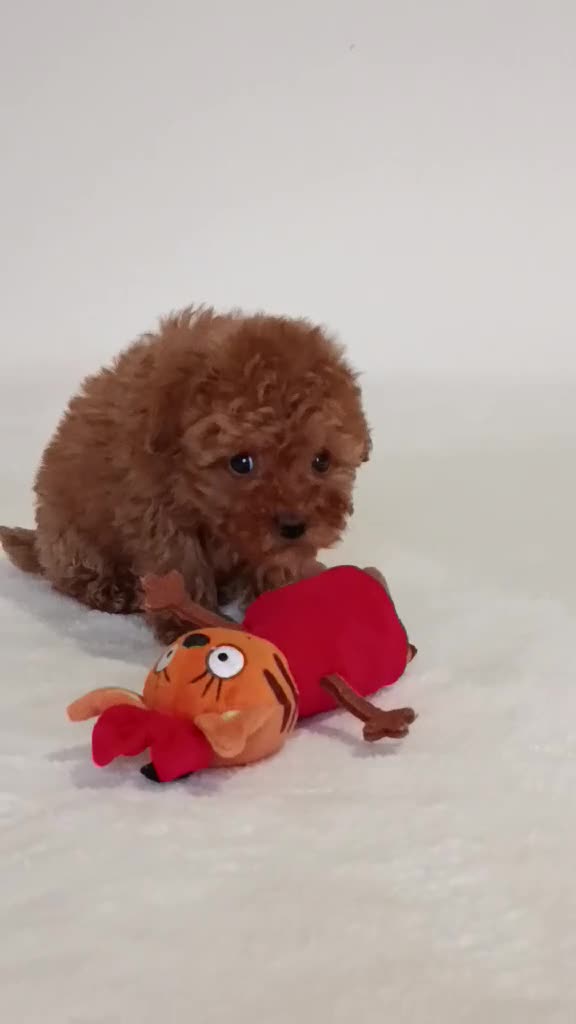 Barboncino Toy cani in vendita: Barboncino mini toy  a Provincia di Modena - Video 1