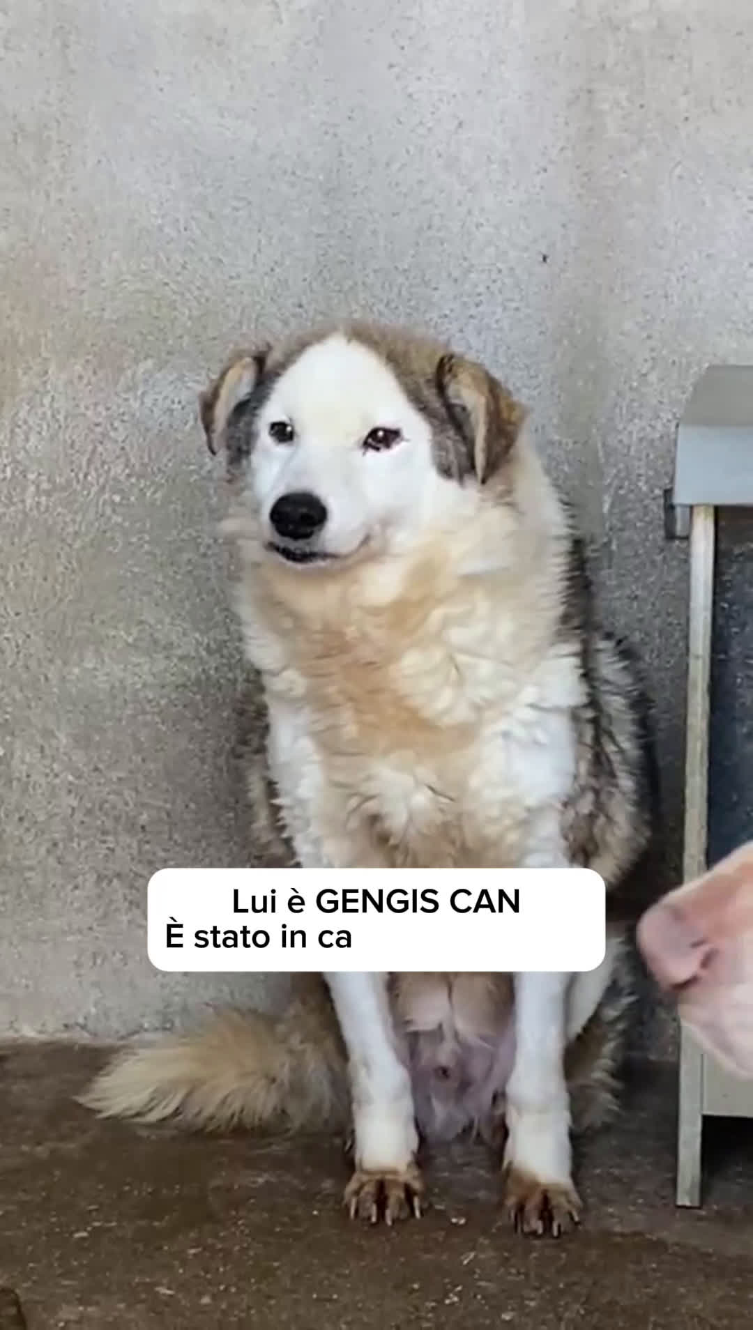 Meticcio cani in regalo: GENGIS CAN, TENERO NONNINO DI 12 ANNI TUTTI IN GAB a Città metropolitana di Milano - Video 1