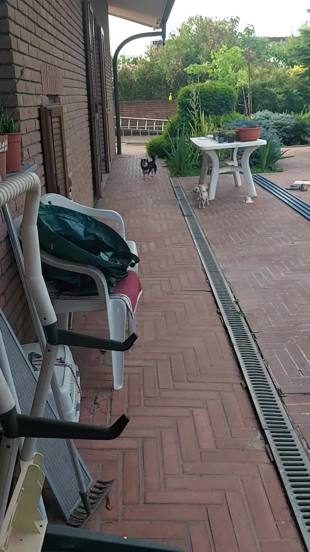 Chihuahua cani in vendita: Cucciolo maschio di chihuahua - Video 1